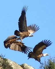  - Griffon Vultures taking flight @Gyps fulvus